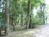 Forêt du Bec d'Allier